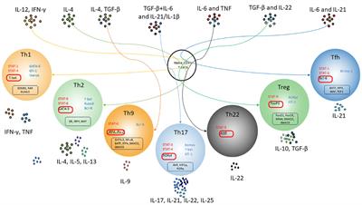 T-helper cells flexibility: the possibility of reprogramming T cells fate